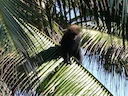 Perssegesig-langur (Semnopithecus vetulus), 4 of 4