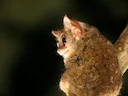 Wallace-se-tarsier (Tarsius wallacei), 1 of 2