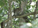 Collie-seekhoring (Sciurus colliaei), 1 of 4