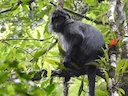 Wes-Java-langour (Trachypithecus mauritius), 3 of 5