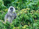 Indochinese langur (Trachypithecus germaini), 2 of 3
