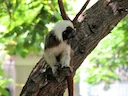 Katoenhooftamarine (Saguinus oedipus), 2 of 4