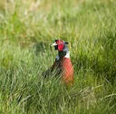 Government Launches Review of Wild Bird Hunting Amid Sharp Population Declines

Ireland’s long‑standing open season for wild bird hunting is now under formal review as ne