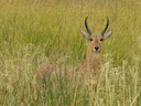 Bohorrietbok (Redunca redunca), 2 of 3