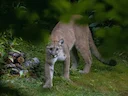پوما (یوزپلنگ آمریکایی) (Puma concolor), 2 of 3