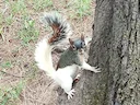 Rooibuisekster (Sciurus aureogaster), 3 of 7