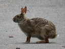 Moeraskonyn (Sylvilagus aquaticus), 4 of 4