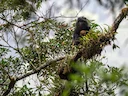 Java-lutung (Trachypithecus auratus), 5 of 5
