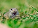 Europese grondseekat (Spermophilus citellus), 2 of 3