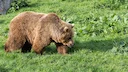 Grislikaru märgati Montanas Pryori mägedes

Montana ametnikud kinnitasid, et hiljuti märgati Pryori mägedes Billingsist umbes 30 miili lõuna pool üksikut grislikaru. Vaat