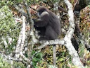 Perssegesig-langur (Semnopithecus vetulus), 2 of 4