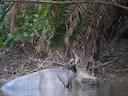 Javase neushoring (Rhinoceros sondaicus), 3 of 3