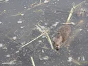 Konyn van die moerasse (Sylvilagus palustris), 3 of 4