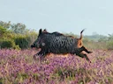 Wilde vark (Sus scrofa), 2 of 5