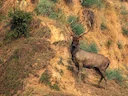 Indiese sambar (Rusa unicolor), 3 of 11