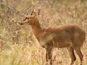 Vierhoringsantilope (Tetracerus quadricornis), 1 of 5