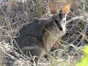 Black-striped Wallaby (Notamacropus dorsalis), 1 of 5
