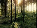 Hunting in Värmland, Sweden: A Detailed Guide for Hunters on Seasons, Species, and Essential Tips for a Successful Experience in this Beautiful Region

In the heart of Sw