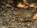 Klein Oosterse chevrotain (Tragulus kanchil), 7 of 7