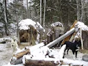 Лесной домик (лесная избушка) — сезонное жильё во время деятельности в лесу вне поселения: у лесных дорог и охотничьих троп (охотничий домик), на дальних промыслах (промы