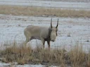Saiga-antilope (Saiga tatarica), 2 of 8