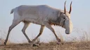 Saiga (Steppeantilope) (Saiga tatarica), 2 of 4