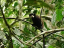 Spix se snorbaard-tamaryn (Saguinus mystax), 3 of 5