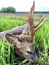 Roe Deer Hunting in Belarus: Season Dates, Methods, Prices, Trophy Evaluation
If you’re looking for a serious European roe deer hunt without inflated prices or overhunte Roe Deer Hunting in Belarus: Season Dates, Methods, Prices, Trophy Evaluation
If you’re looking for a serious European roe deer hunt without inflated prices or overhunte