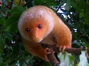 Gewone gevlekte koeskoes (Spilocuscus maculatus), 2 of 5
