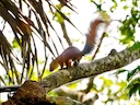 Noord-Amazoniese Rooi Eekhoring (Sciurus igniventris), 4 of 4