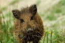 Vark (Wilde vark) (Sus scrofa), 1 of 2