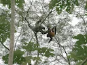 Guyanase rooi skreeuapie (Alouatta macconnelli), 1 of 5