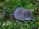 Gelykvormige muismuis