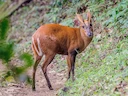 Bladmuntjak Bladmuntjak