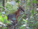 Black-striped Wallaby (Notamacropus dorsalis), 4 of 5