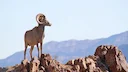Mule deer and bighorn sheep numbers are on a steep decline in Nevada after two years of successive drought, severe and snowy winters and, for bighorn sheep, widespread di