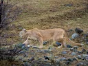 Bergleeu (Puma concolor), 8 of 14
