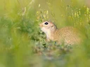Klein grondseekat (Spermophilus pygmaeus), 2 of 4