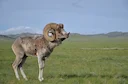 Mufflon (Asiatisk mufflon)