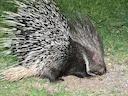Stekelvark (Indiese stekelvark) (Hystrix indica), 1 of 3
