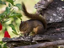 Boliviaanse eekhoring (Sciurus ignitus), 2 of 4