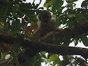 Gewone eekhoringaap (Saimiri sciureus), 2 of 3