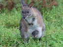 Rooinekpademelon Rooinekpademelon