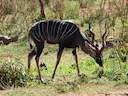 Klein kudu