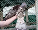 При надломе маховых и рулевых перьев ловчих птиц подперивают. Надлом или поломка пера происходит из за неправильного содержания или на охоте. Для подперивания необходимо 
