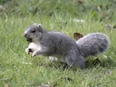 Oosterse vosseekster (Sciurus niger), 1 of 4
