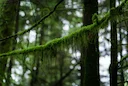 La Chasse en Zone de TAÏGA au Canada: Caractéristiques géographiques, espèces locales et calendrier des saisons de chasse

La taïga canadienne, également appelée forêt bo