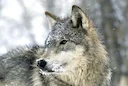 Less Lethal Wolf Ammo?
Roughly 30 local ranchers gathered at the fairgrounds in Carey, Idaho, last week to talk wolves. But this was far from the typical wolf discussion.