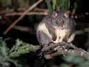 Bergborststertpossum (Trichosurus cunninghami), 2 of 2