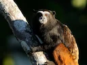 Witmanteltamaryn (Saguinus weddelli), 3 of 5